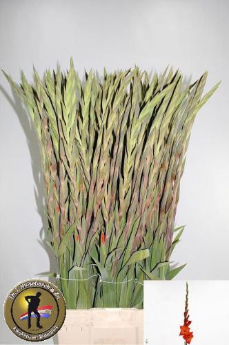 Gladiolus grootbloemig 'Live Oak'