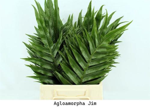 Ruscus hypophyllum (groot blad)