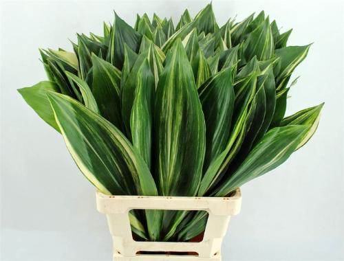 Aspidistra elatior overig