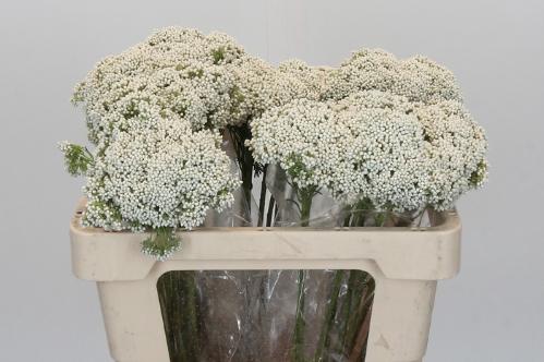 Ozothamnus overig
