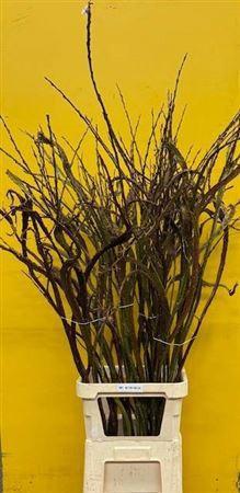 Salix udensis 'Sekka'