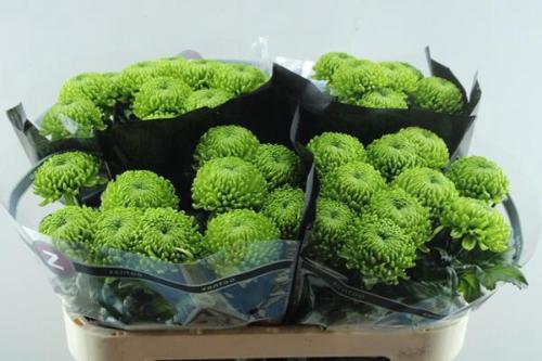 Chrysanthemum (Indicum Grp) geplozen Alemani