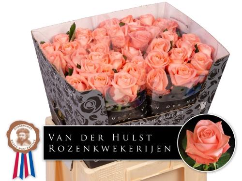 Rosa grootbloemig Liesbeth