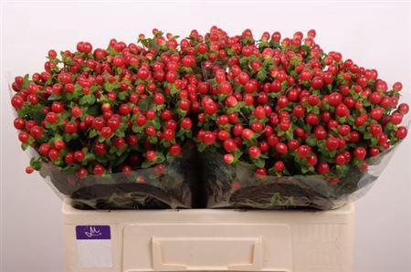 Hypericum androsaemum Tomato Flair