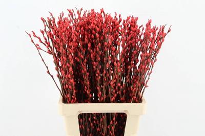 Salix kleurbehandeld H%
