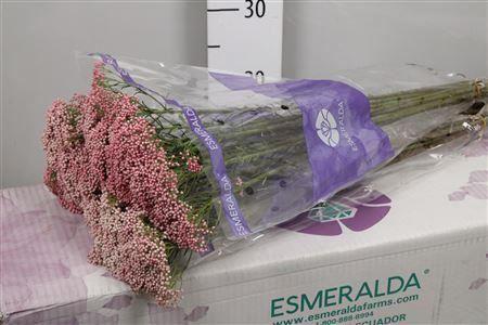 Ozothamnus 'Cooks Tall Pink'