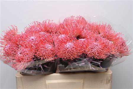 Leucospermum 'Naomi' kleurbehandeld H%