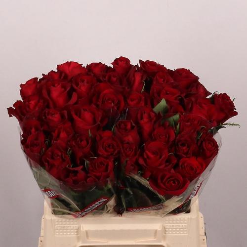 Rosa grootbloemig Ever Red