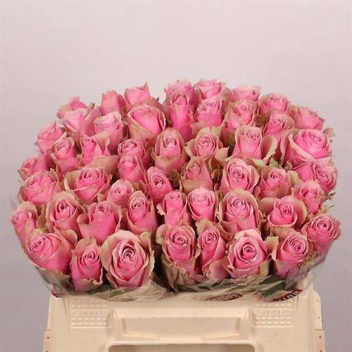 Rosa grootbloemig Athena Royale