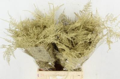 Asparagus overig kleurbehandeld H%