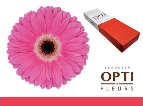 Gerbera grootbloemig 'Dreamer'