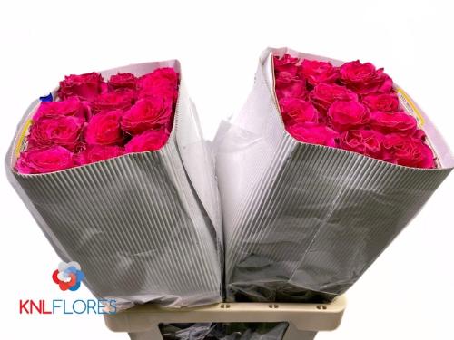 Rosa grootbloemig Full Monty!