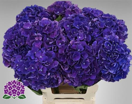 Hydrangea macrophylla Royal King