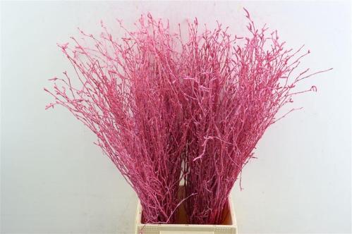 Betula kleurbehandeld H%