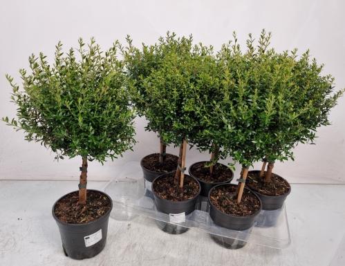 Myrtus communis