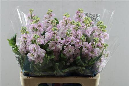 Matthiola incana 'Iron Cherry Blossom'