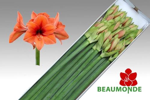 Hippeastrum Galaxy Grp 'Desire'