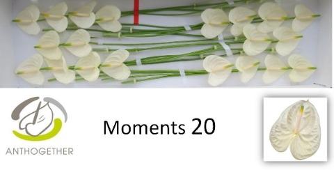 Anthurium Andreanum Grp Moments