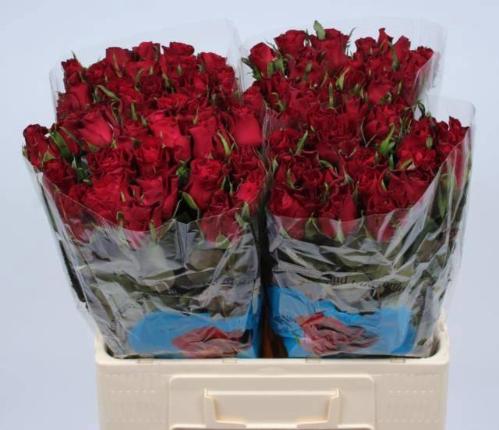 Rosa grootbloemig Burgundy