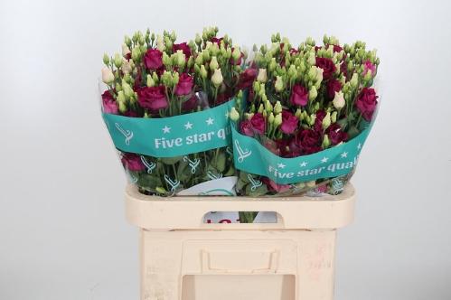 Eustoma russellianum gevuldbloemig 'Rosita Red'