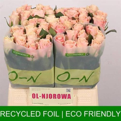 Rosa grootbloemig Sweet Tacazzi+