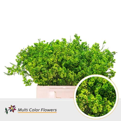 Chamelaucium kleurbehandeld H%