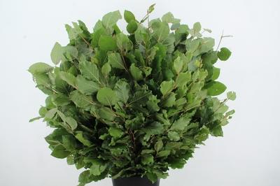 Fagus sylvatica