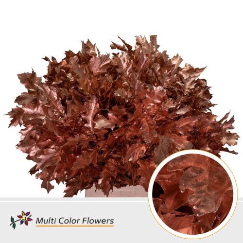 Quercus rubra kleurbehandeld H%