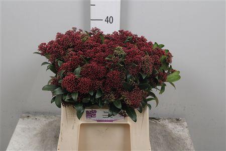 Skimmia per bos japonica 'Rubella'