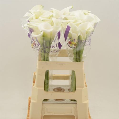 Zantedeschia White Art