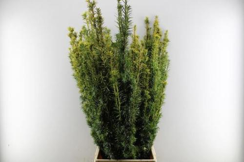 Taxus baccata 'Fastigiata Aurea'