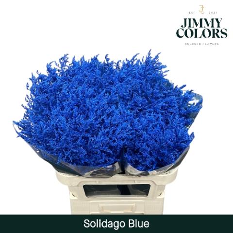Solidago kleurbehandeld H%