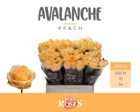 Rosa grootbloemig Avalanche Peach+