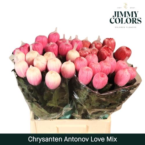 Chrysanthemum (Indicum Grp) geplozen Antonov kleurbehandeld H%