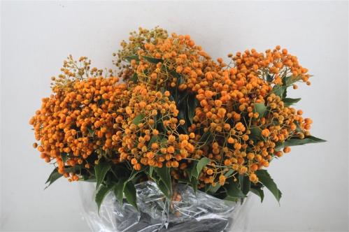 Pittosporum per bos