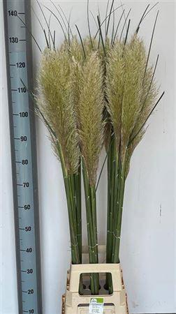 Cortaderia overig
