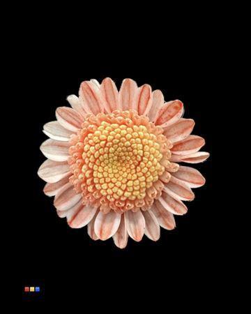Chrysanthemum Indicum Grp tros kas kleurbehandeld H%