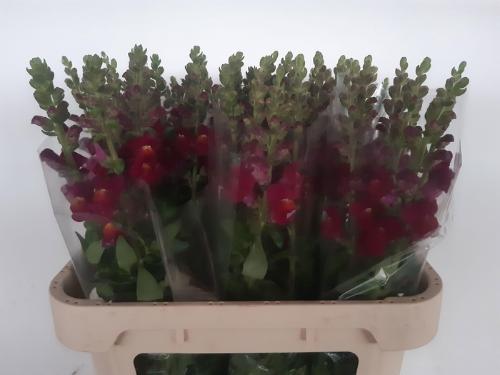 Antirrhinum majus 'Antibes Red'