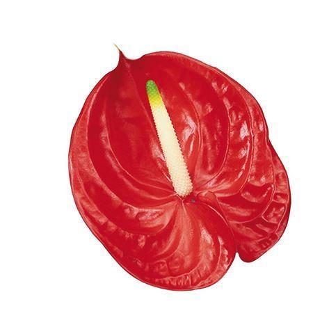 Anthurium Andreanum Grp 'Tropical'