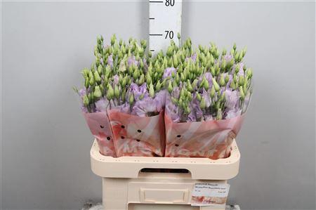 Eustoma russellianum gevuldbloemig Stracciatella Lavender