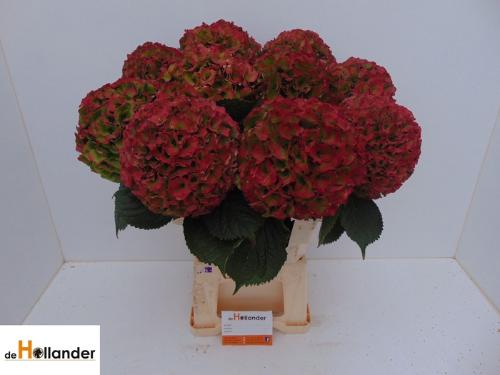 Hydrangea macrophylla Royal Palace (classic)