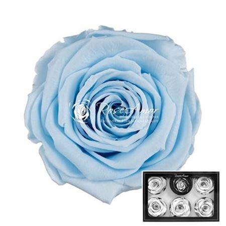Rosa grootbloemig kleurbehandeld H%