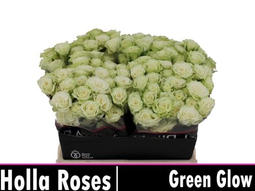Rosa tros Green Glow