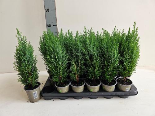 Chamaecyparis lawsoniana 'Ellwoodii'
