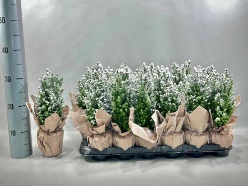 Chamaecyparis lawsoniana 'Ellwoodii'