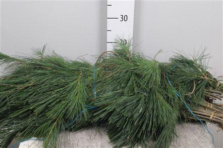 Pinus strobus per bos