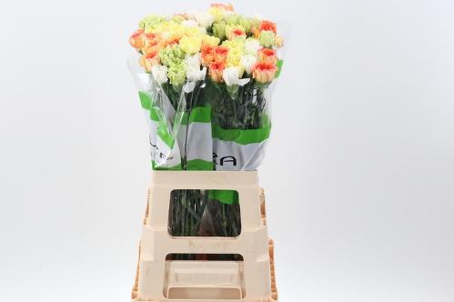 Dianthus standaard gemengd in bos