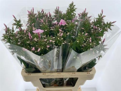 Phlox Paniculata Grp 'Sweet Lexy'