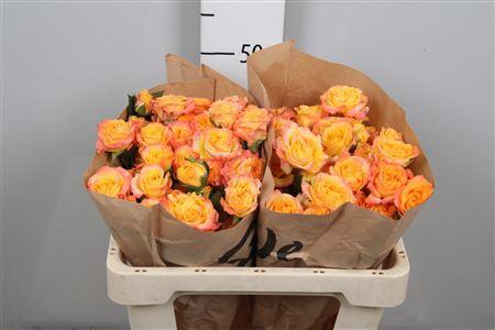 Rosa tros overig