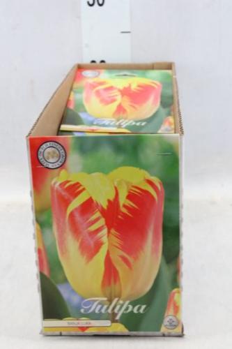 Tulipa (bol)